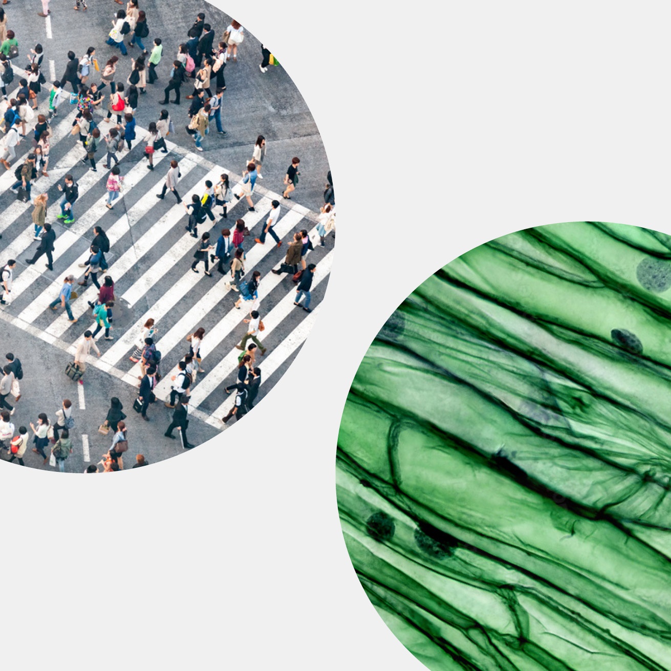 Collage aus zwei Kreisen: Links die Luftansicht eines Zebrastreifens mit vielen Fußgängern, rechts eine mikroskopische Aufnahme von Zellen.