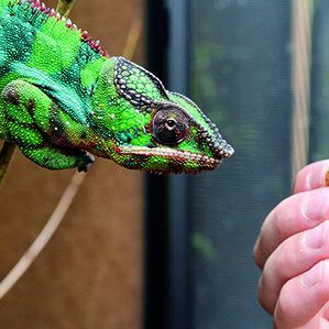 Reptil wird im Zoo gepflegt